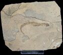 Permian Branchiosaur (Amphibian) Fossil #9965-1